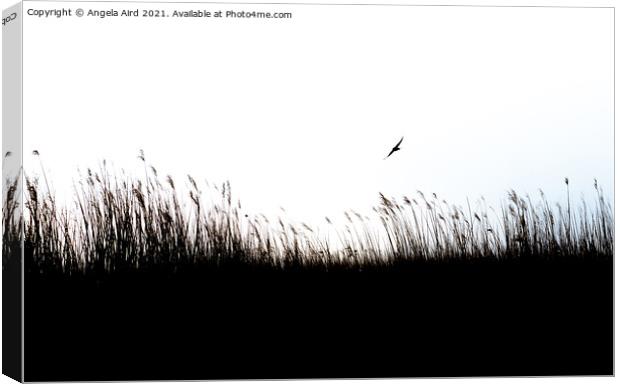 Reed Beds. Canvas Print by Angela Aird