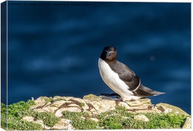 Razorbill. Canvas Print by Angela Aird