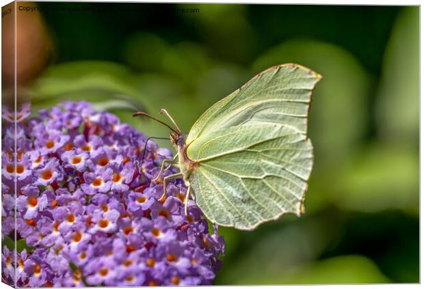  Common Brimstone Butterfly. Canvas Print by Angela Aird