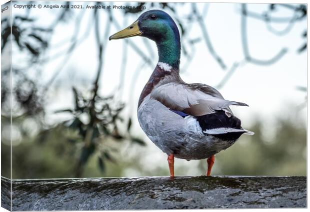 Mallard. Canvas Print by Angela Aird