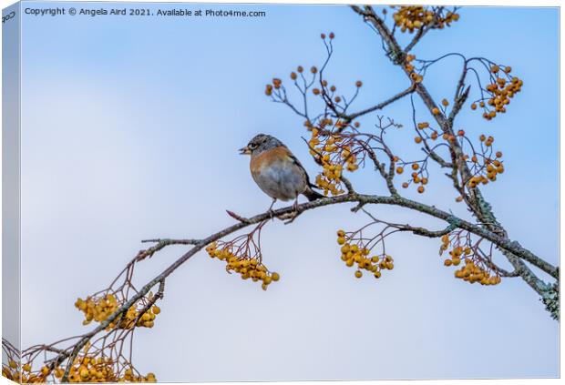 Brambling. Canvas Print by Angela Aird