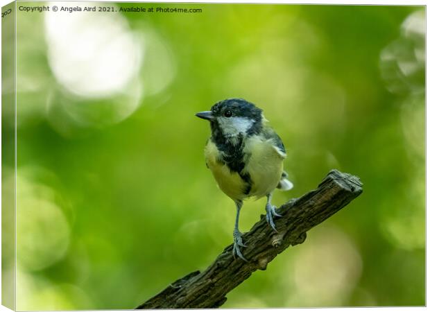 Great Tit. Canvas Print by Angela Aird