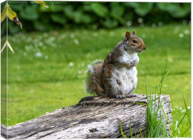 Grey Squirrel Canvas Print by Angela Aird