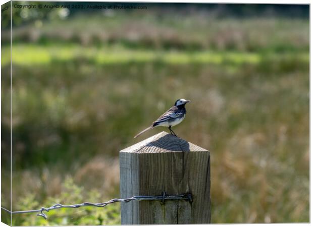 Pied Wagtail. Canvas Print by Angela Aird