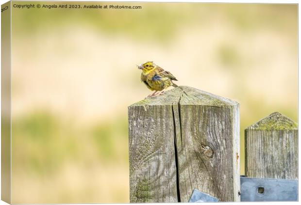  Yellowhammer. Canvas Print by Angela Aird