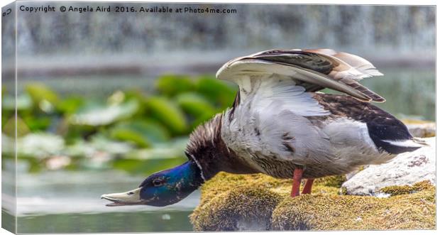 Mr. Mallard Canvas Print by Angela Aird