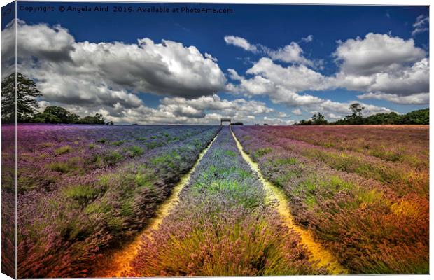Lavender Meadow. Canvas Print by Angela Aird