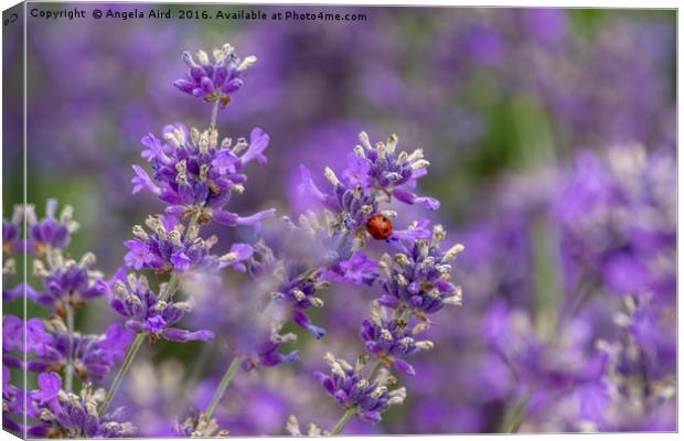 Ladybird on Lavender. Canvas Print by Angela Aird