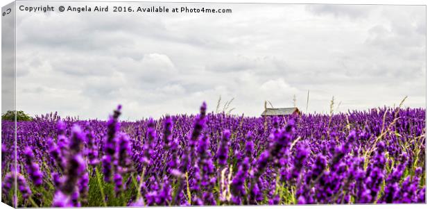 Lavender in Bloom. Canvas Print by Angela Aird