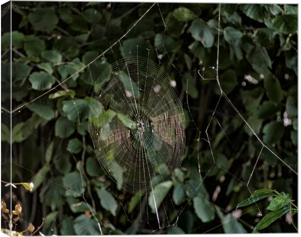 Spider Web. Canvas Print by Angela Aird
