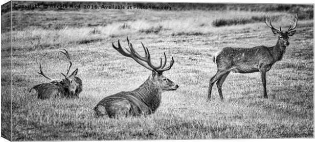 The Boys. Canvas Print by Angela Aird