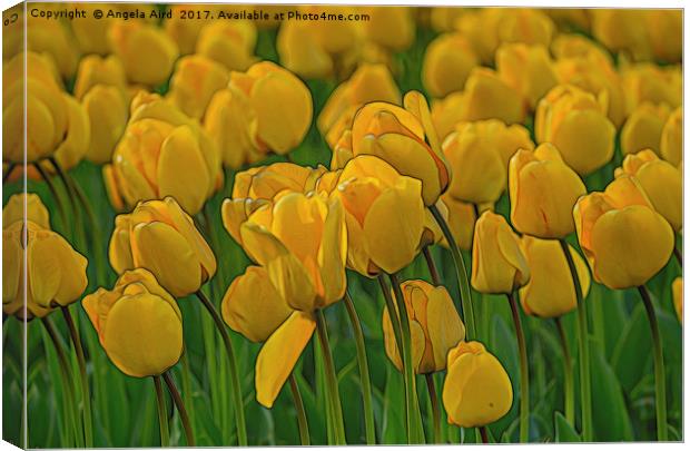 Tulip. Canvas Print by Angela Aird