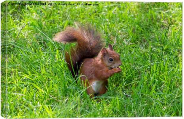  Red Squirrel. Canvas Print by Angela Aird