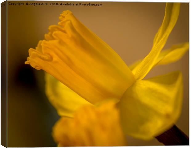 Daffodil. Canvas Print by Angela Aird