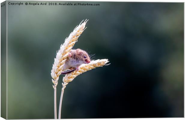 Harvest Mouse. Canvas Print by Angela Aird