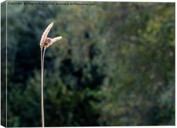 Small Beauty. Canvas Print by Angela Aird