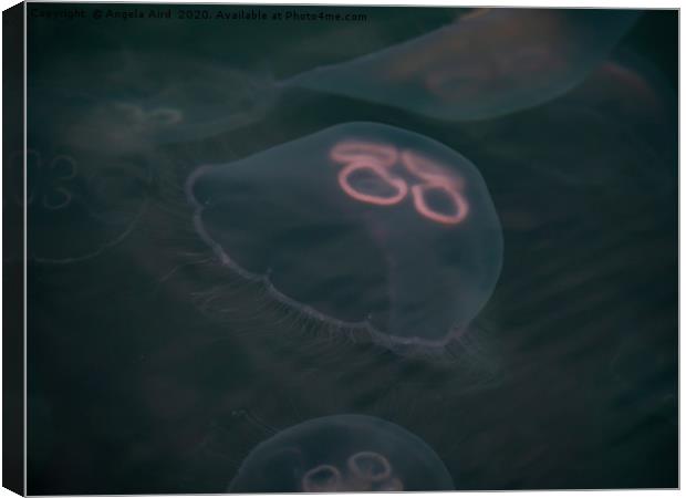 Moon Jellyfish. Canvas Print by Angela Aird