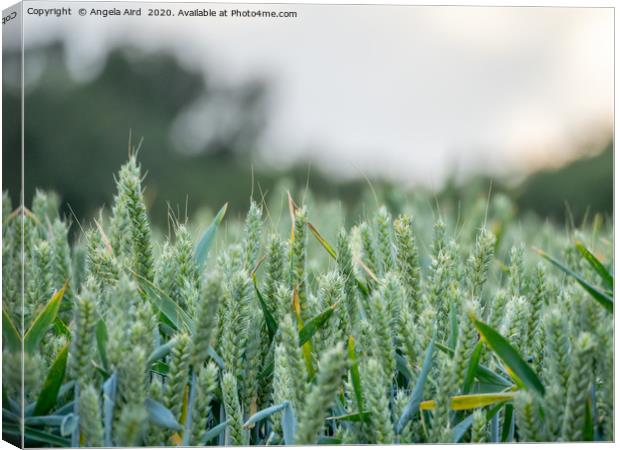 Wheat Head. Canvas Print by Angela Aird