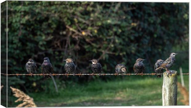  Starlings. Canvas Print by Angela Aird