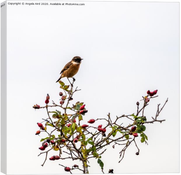 Stonechat. Canvas Print by Angela Aird