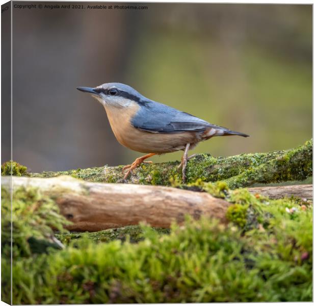 Nuthatch. Canvas Print by Angela Aird