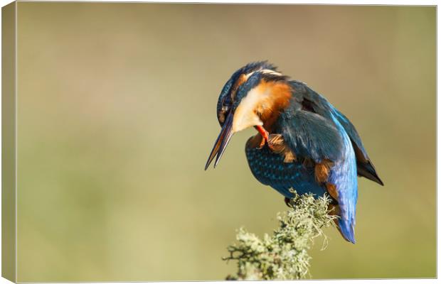 Kingfisher Itch Canvas Print by Calum Dickson