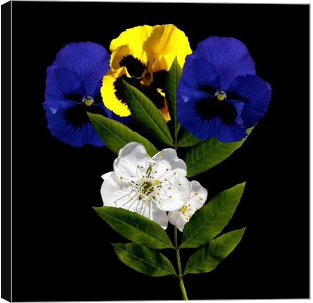 Pansy and Cherry Blossom Canvas Print by Henry Horton