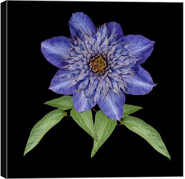 Blue Clematis Canvas Print by Henry Horton