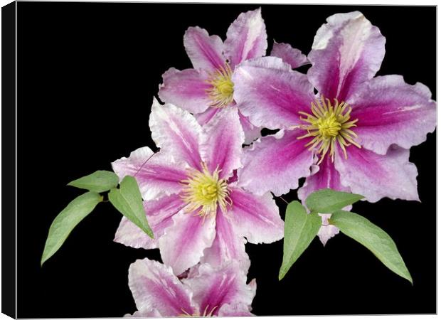 Tumbling Clematis Canvas Print by Henry Horton