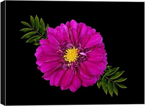 A Purple Dahlia Canvas Print by Henry Horton