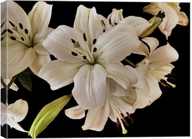Lilies Canvas Print by Henry Horton