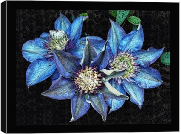 Trio of clematis Canvas Print by Henry Horton