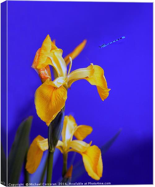 Blue To Yellow Canvas Print by Michael Corcoran
