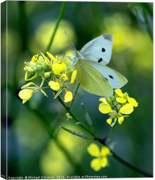 Butterfly Heaven Canvas Print by Michael Corcoran