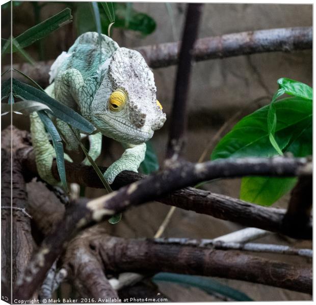 Parson's Chameleon Canvas Print by Mark Baker