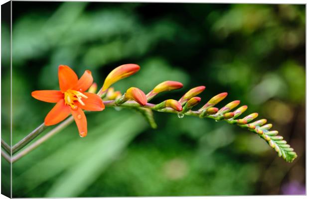 Orange Frond Canvas Print by Mark Baker