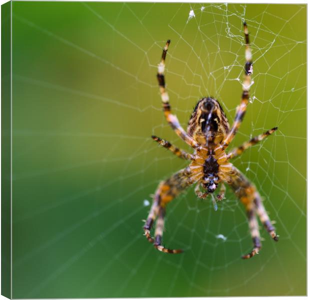 Spider Lunch Canvas Print by Mark Baker
