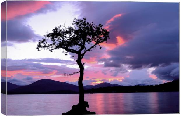 Lone Tree Sunset 2 Canvas Print by Samuel Kerr