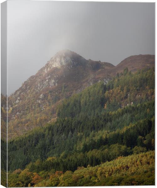 A Cloak of Trees Canvas Print by Samuel Kerr