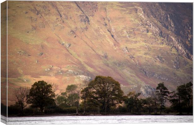 Butternmere fells with trees Canvas Print by Scott Middleton