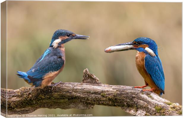 Kingfishers feeding scene Canvas Print by Thomas Herzog