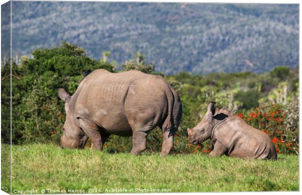Mom and babe Rhino Canvas Print by Thomas Herzog
