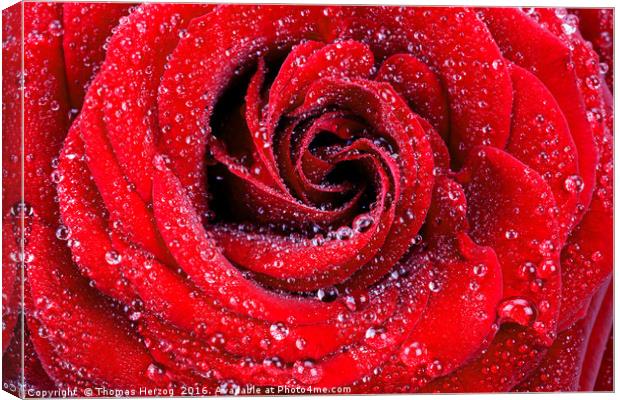 Red rose with waterdrops Canvas Print by Thomas Herzog