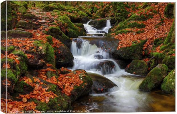 German Black Forest brook Canvas Print by Thomas Herzog