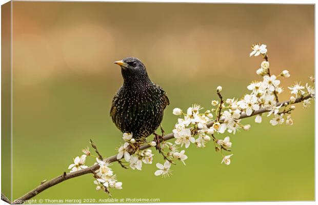 Starling is looking for spring Canvas Print by Thomas Herzog