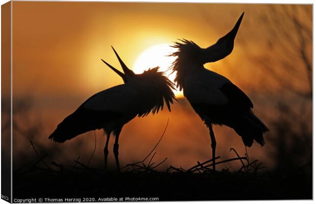 Clattering in the sunset Canvas Print by Thomas Herzog