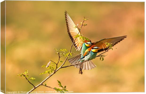 Bee eaters so in love Canvas Print by Thomas Herzog