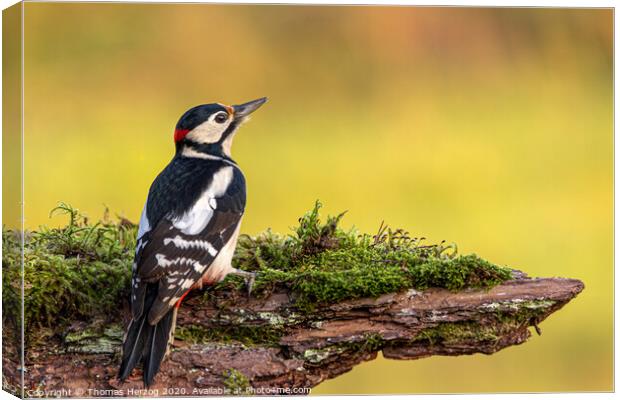 Great spotted woodpecker  Canvas Print by Thomas Herzog