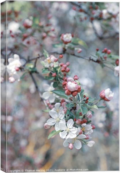 Crabapple blossoms Canvas Print by Thomas Herzog