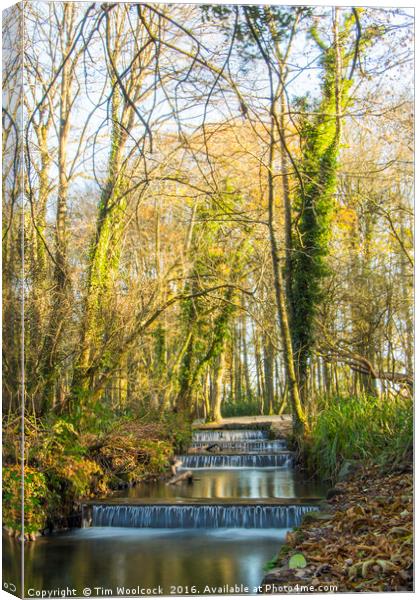 Tehidy Woods, Cornwall Canvas Print by Tim Woolcock